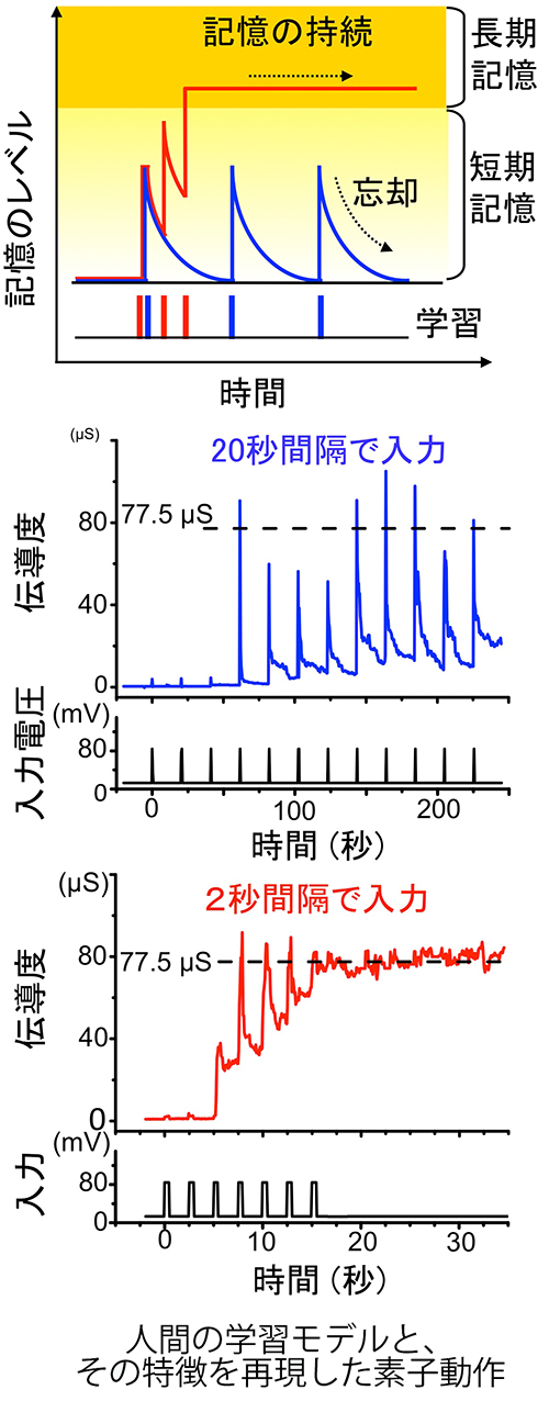 図２高精細（長谷川）